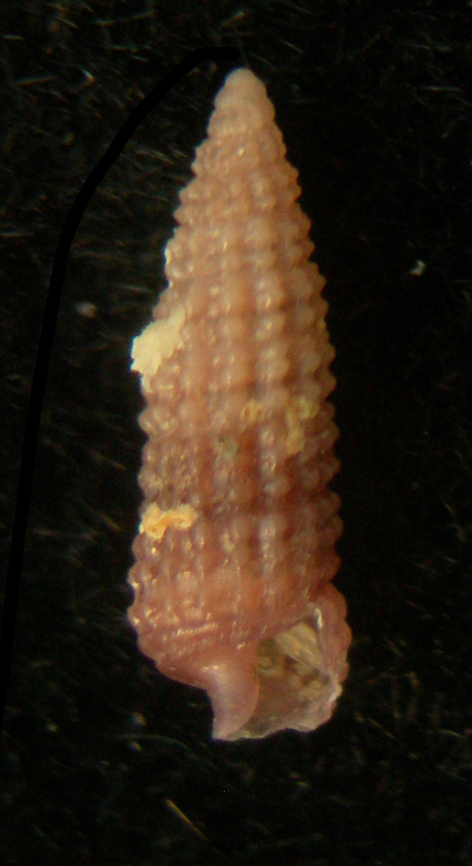 Krachia cylindrata Jeffreys,1885